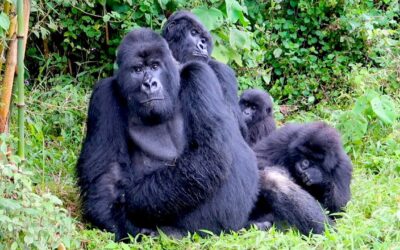 Mountain Gorillas In The Virunga Mountain Range